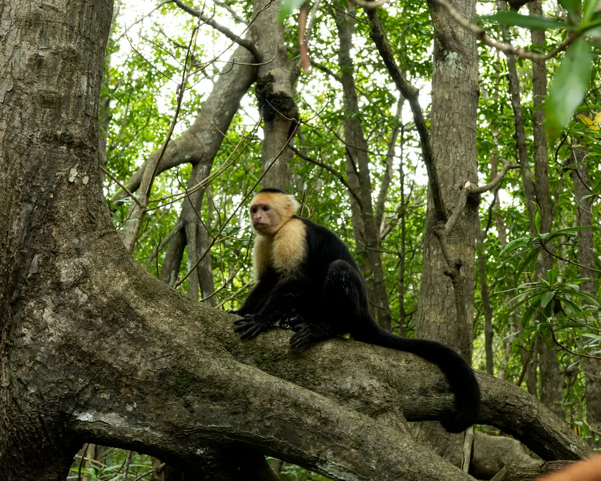 Capuchin monkey near river at base of tree in Jaco jungle