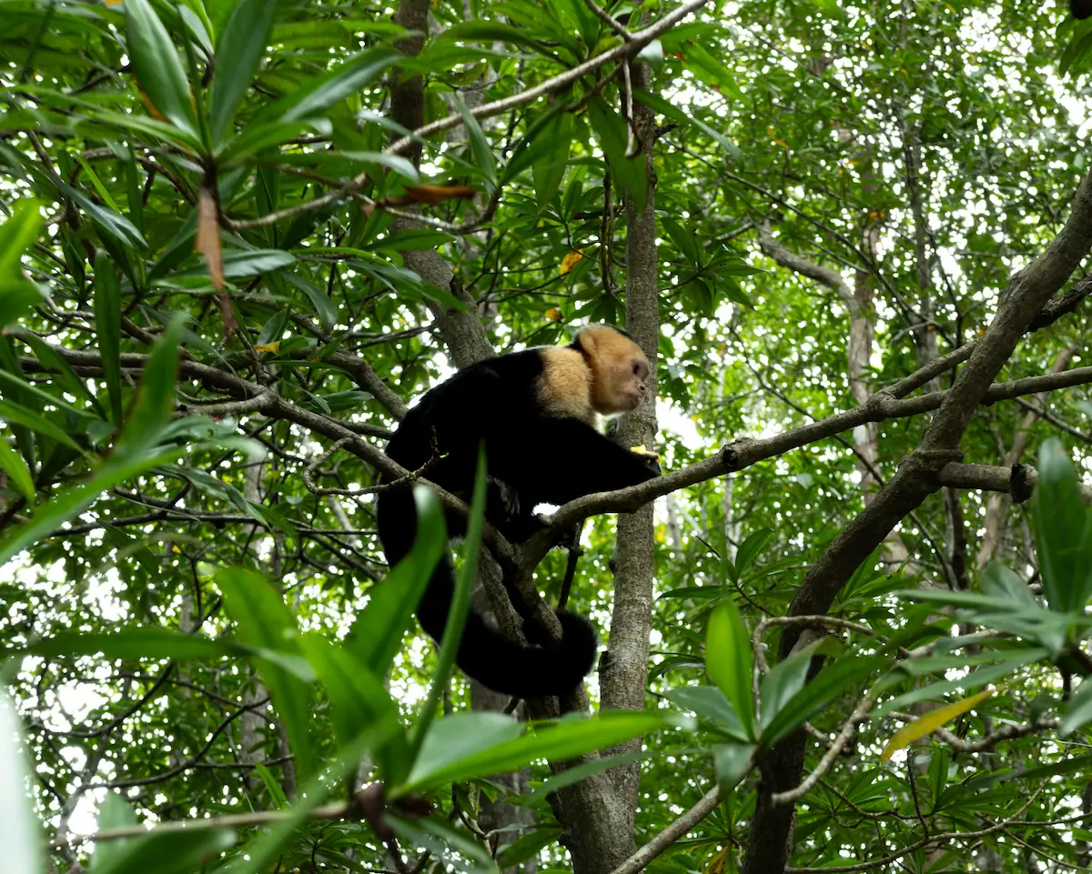 White-faced capuchin monkey perched in a tree in Jaco, Costa Rica
