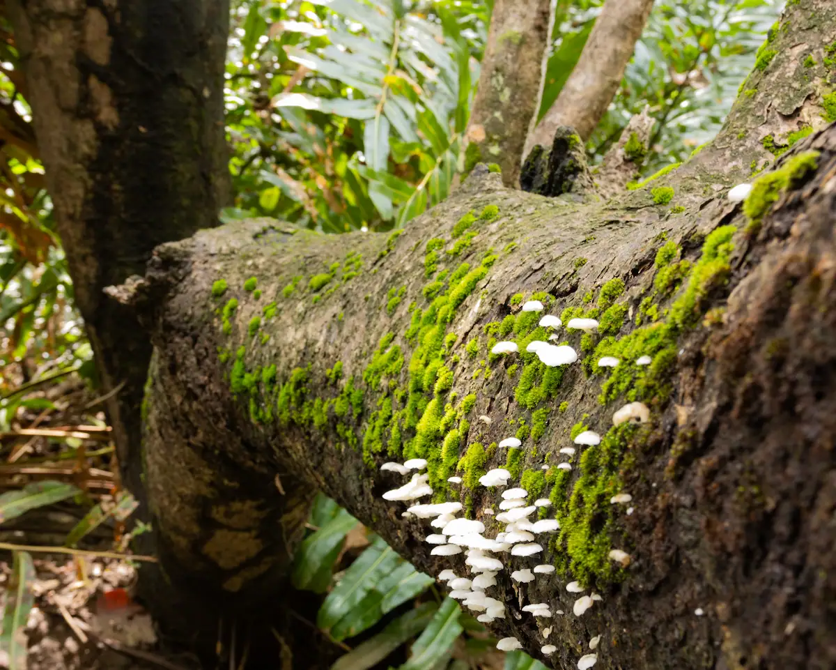 Colorful mushrooms on the rainforest floor near Jaco, Costa Rica