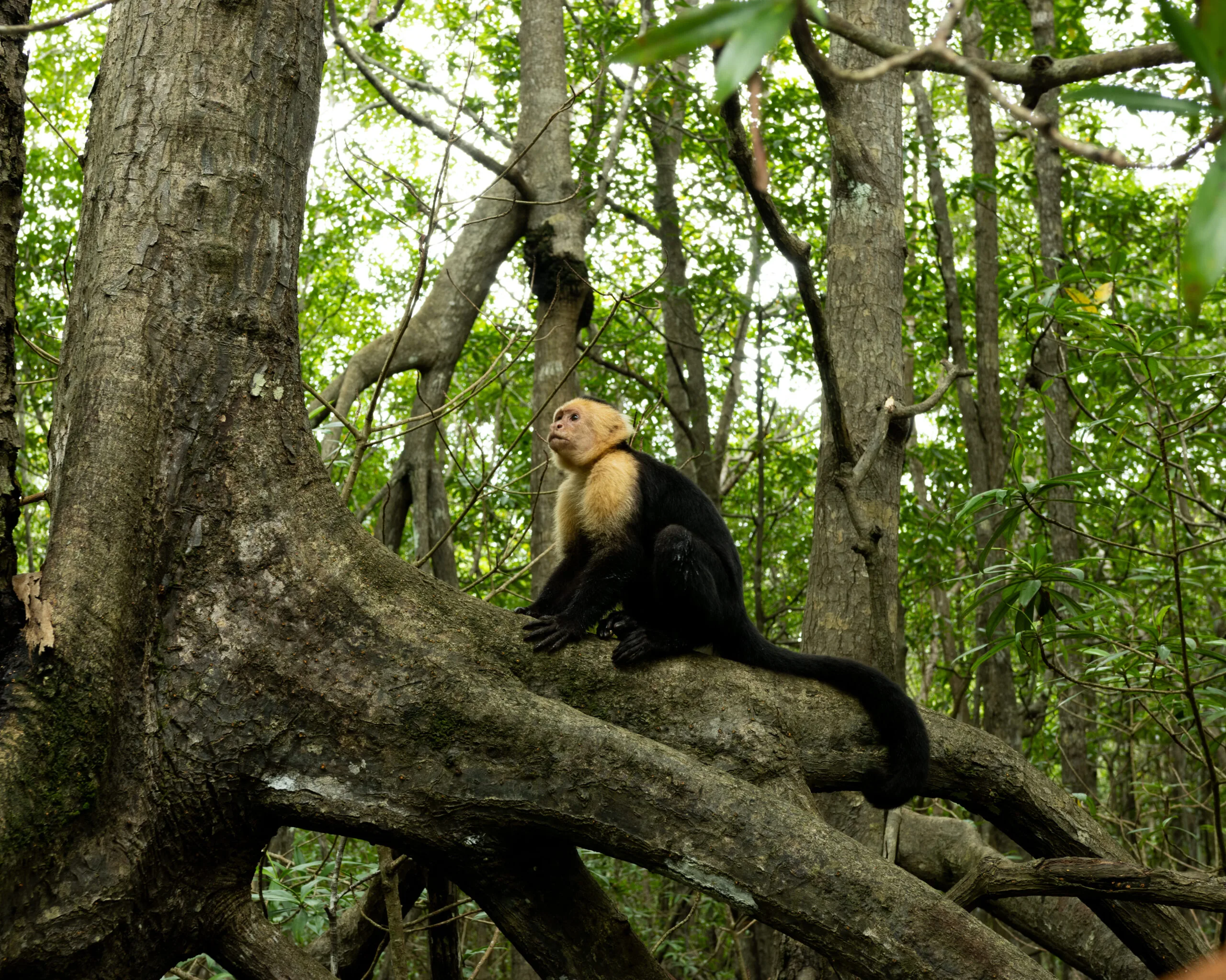 Monkey sitting in a tree in the rainforest