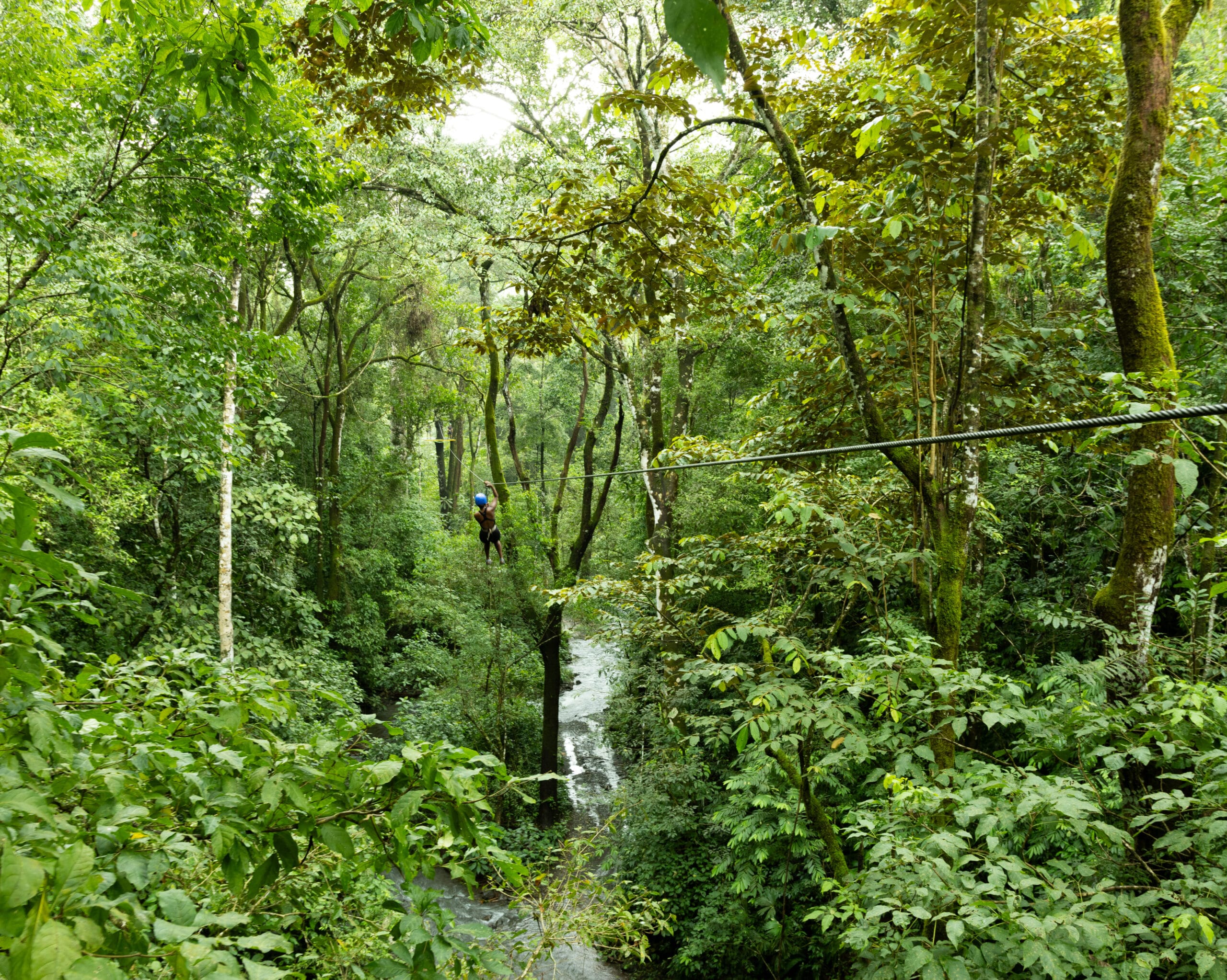 Person ziplining through the jungle